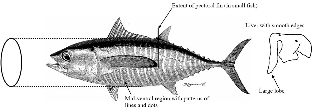 Thunnus albacares